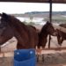 Hospedaria já está recebendo os cavalos recolhidos em Sapiranga