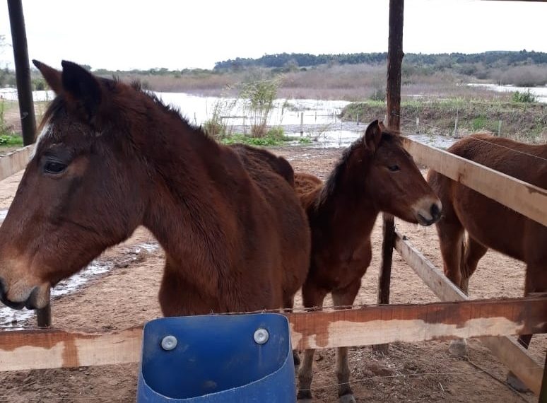 Hospedaria já está recebendo os cavalos recolhidos em Sapiranga
