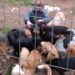 Cuidadora de animais em Sapiranga promove ação para arrecadar fundos