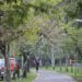 Caminhada Viva Mais começa nesta quarta-feira em Campo Bom