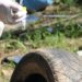 Em combate ao mosquito Aedes aegypti, Prefeitura de Sapiranga realiza ação