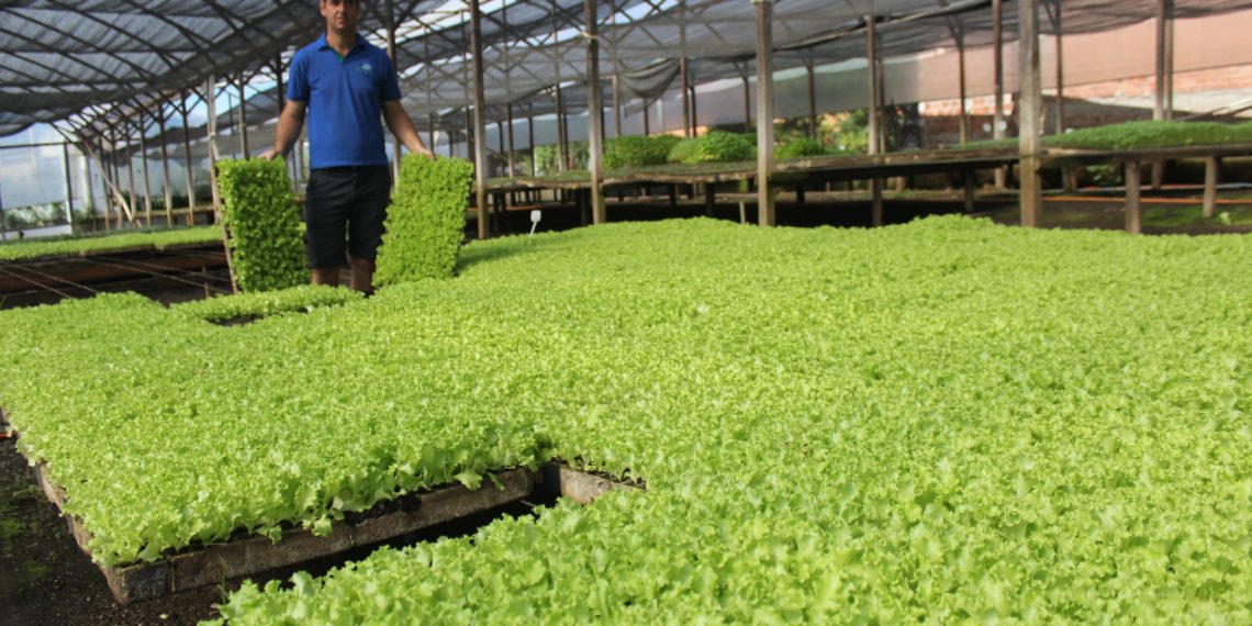 Campo Bom fortalece o agronegócio e diversifica a sua economia