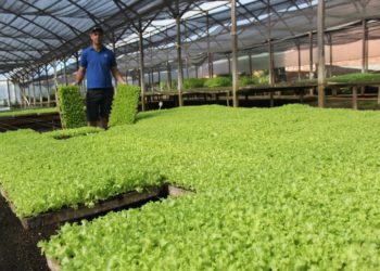 Campo Bom fortalece o agronegócio e diversifica a sua economia