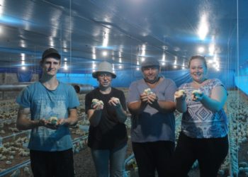 Família Stelzer inicia criação nos primeiros aviários de Sapiranga