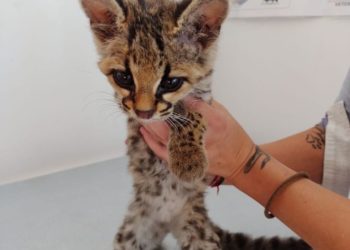 Dia Mundial dos Animais: Importância da data e seu significado