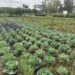 Prefeitura de Campo Bom promove Semana da Alimentação