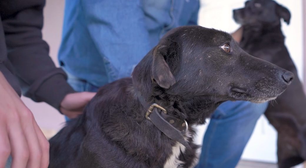 Primeira ‘CÃOminhada’ em prol dos animais será promovida em Sapiranga