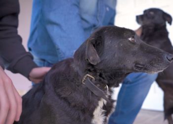 Primeira ‘CÃOminhada’ em prol dos animais será promovida em Sapiranga