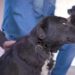 Primeira ‘CÃOminhada’ em prol dos animais será promovida em Sapiranga