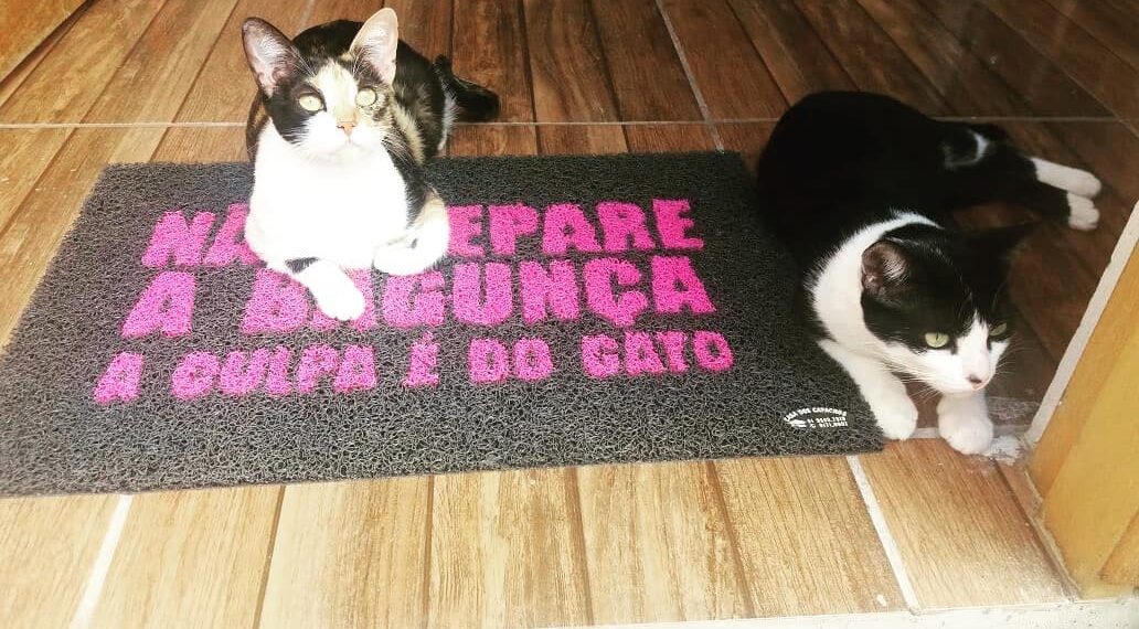 Casos de envenenamentos em animais estão preocupando a população em Campo Bom