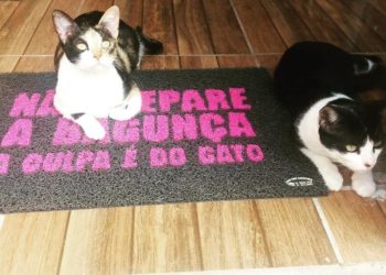 Casos de envenenamentos em animais estão preocupando a população em Campo Bom