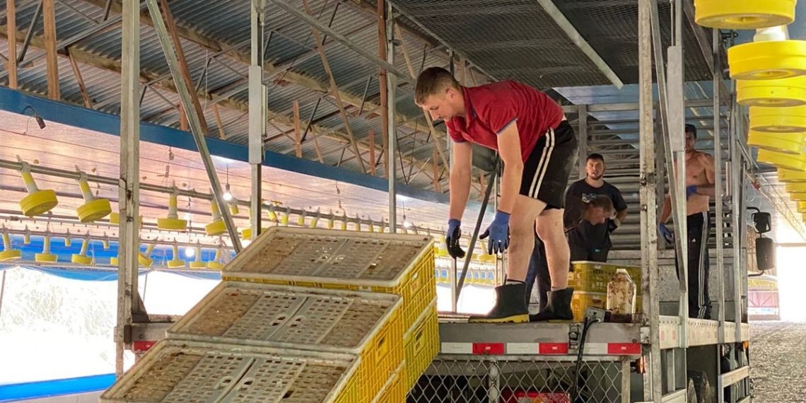 Em Sapiranga, Aviário Stelzer entrega primeiro lote de frangos