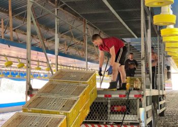 Em Sapiranga, Aviário Stelzer entrega primeiro lote de frangos
