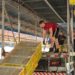 Em Sapiranga, Aviário Stelzer entrega primeiro lote de frangos