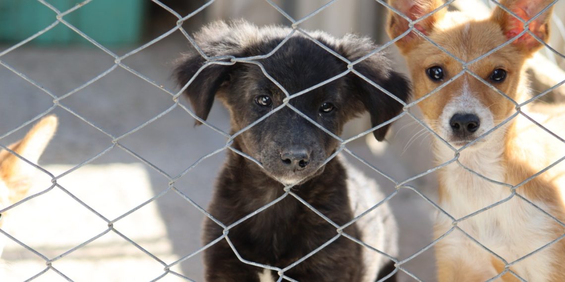CCZ promove Feira de Adoção neste sábado em Sapiranga. 15 cães precisam de um lar