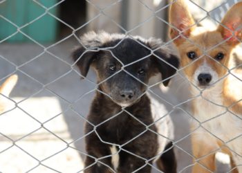 CCZ promove Feira de Adoção neste sábado em Sapiranga. 15 cães precisam de um lar