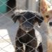 CCZ promove Feira de Adoção neste sábado em Sapiranga. 15 cães precisam de um lar