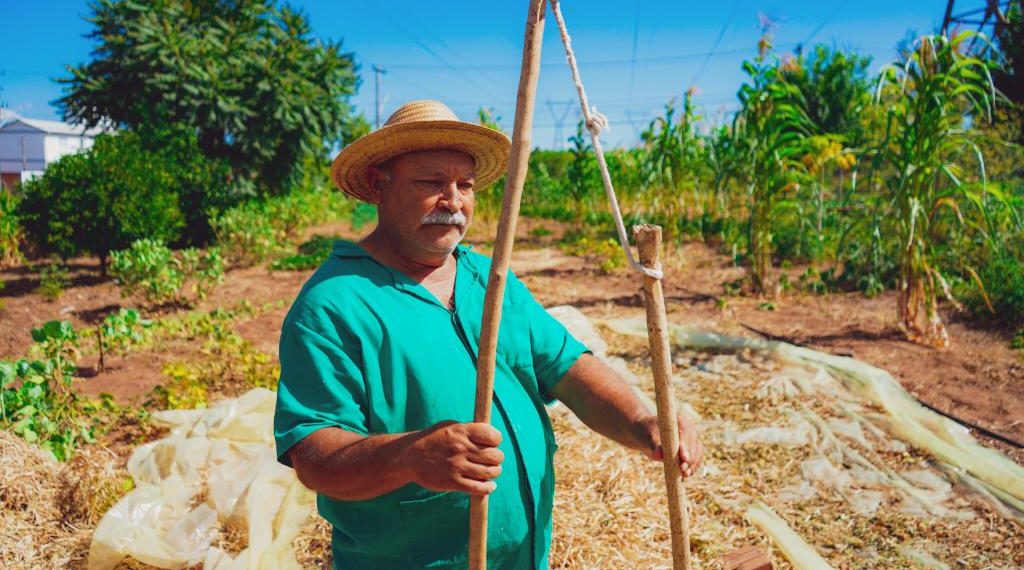Colheita de feijão na Horta Comunitária do Bairro Aurora em Campo Bom