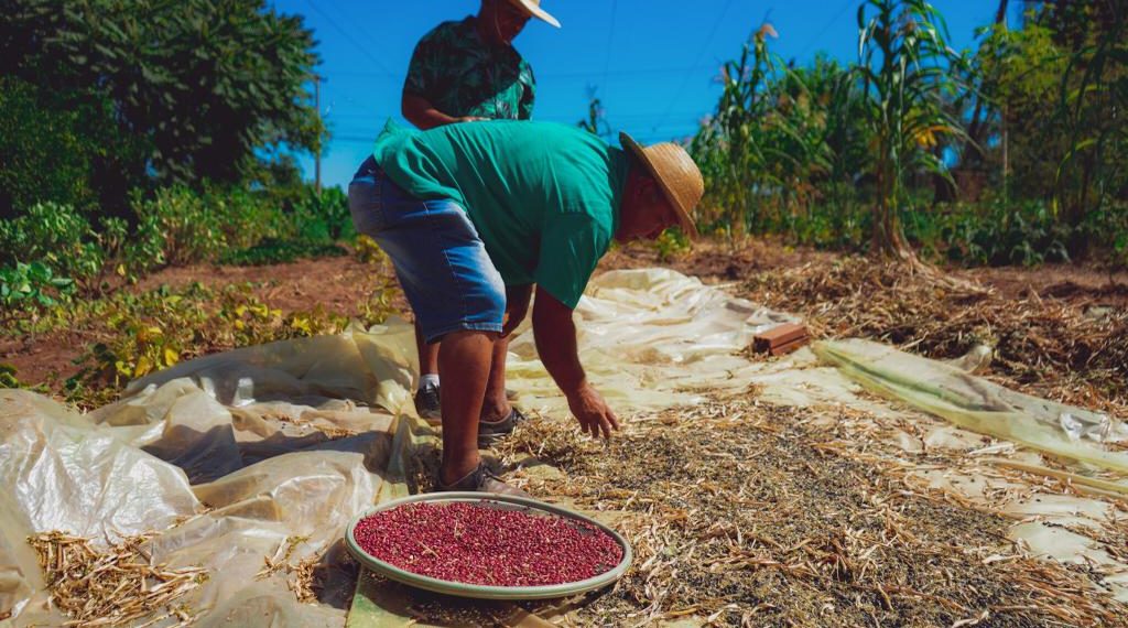 Colheita de feijão na Horta Comunitária do Bairro Aurora em Campo Bom