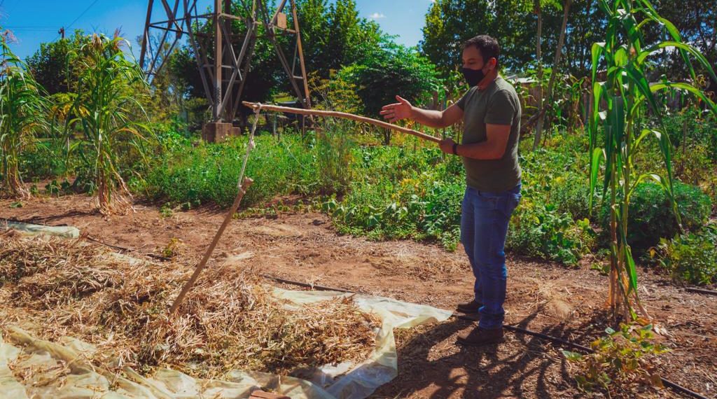 Colheita de feijão na Horta Comunitária do Bairro Aurora em Campo Bom