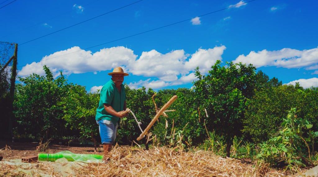 Colheita de feijão na Horta Comunitária do Bairro Aurora em Campo Bom