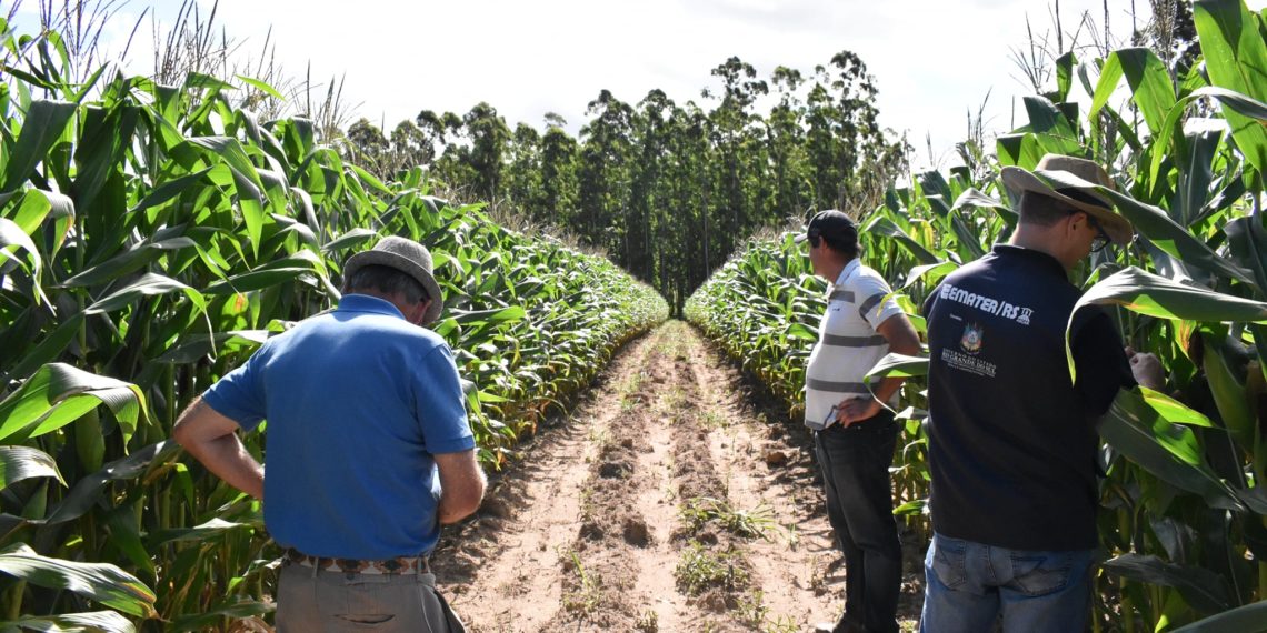 Investimentos beneficiam produtores rurais em Nova Hartz