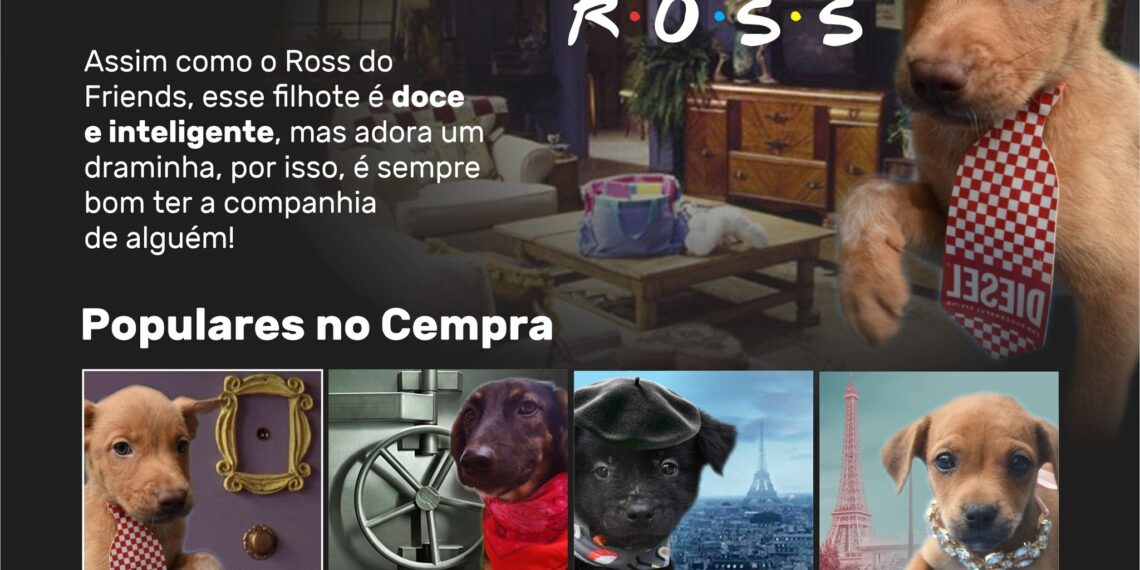 CCZ de Sapiranga lança programa Dogflix de adoção aos animais