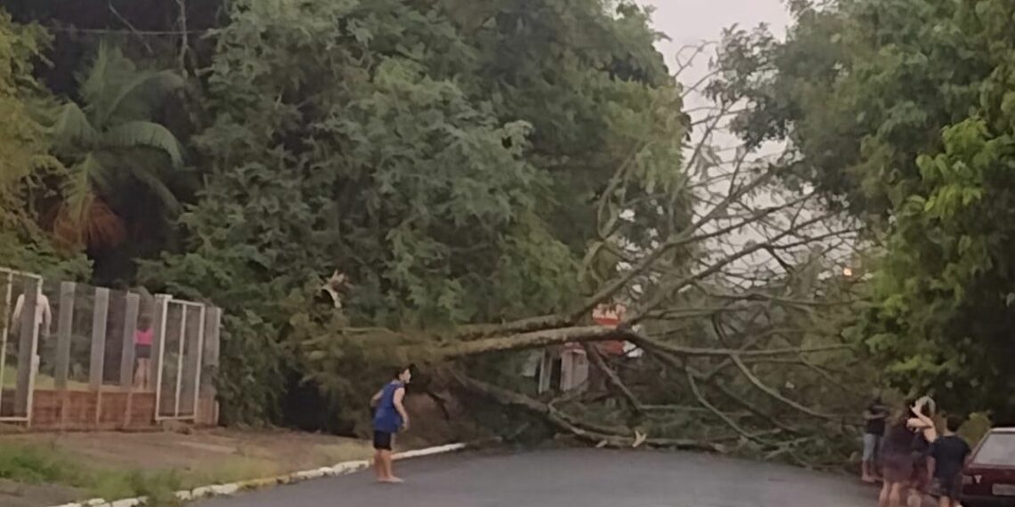 Árvore cai após forte chuva que atingiu Sapiranga
