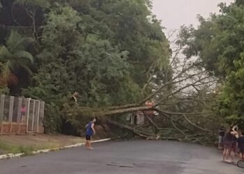 Árvore cai após forte chuva que atingiu Sapiranga