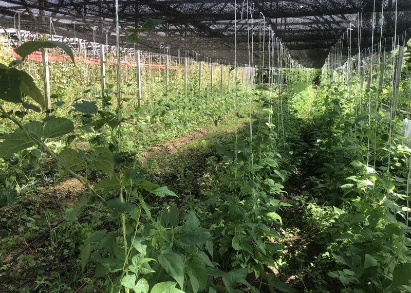 Prefeitura de Sapiranga oferece subsídio a produtores de orgânicos na cidade