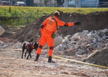 RS enviará quatro duplas de bombeiro e cão para apoio em buscas após a tragédia em Petrópolis, no Rio