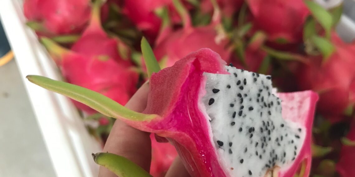 Plantação de pitayas em bairro de Campo Bom leva colorido e beleza ao meio urbano