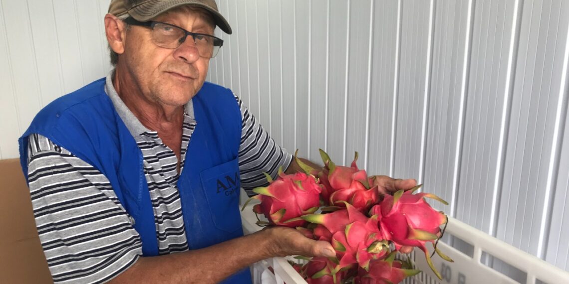 Plantação de pitayas em bairro de Campo Bom leva colorido e beleza ao meio urbano
