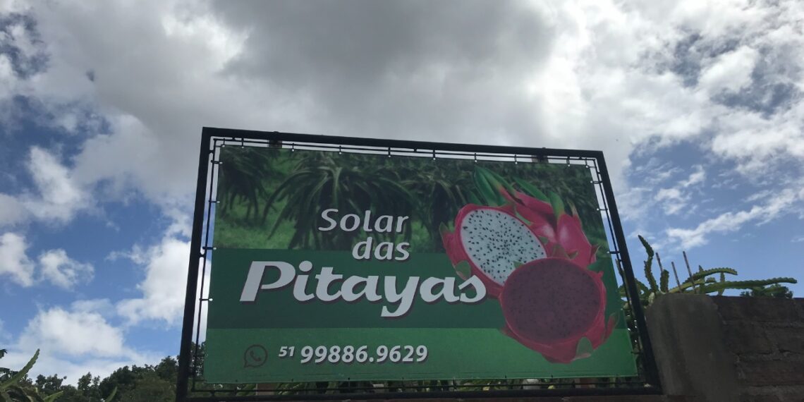 Plantação de pitayas em bairro de Campo Bom leva colorido e beleza ao meio urbano