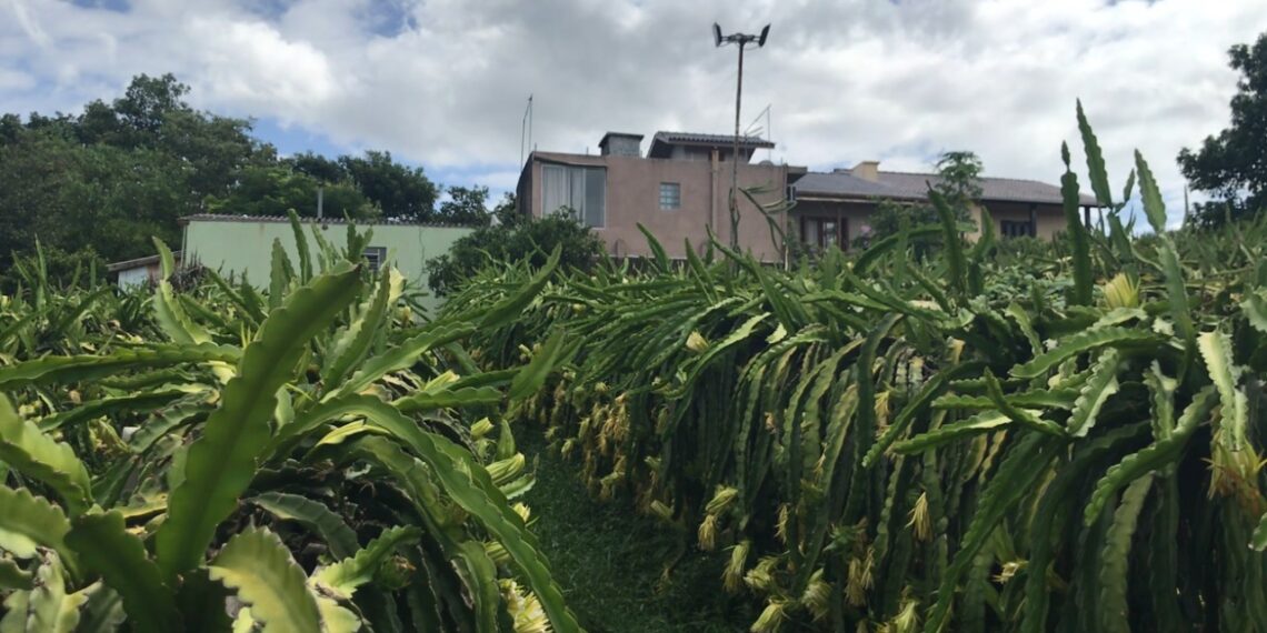 Plantação de pitayas em bairro de Campo Bom leva colorido e beleza ao meio urbano