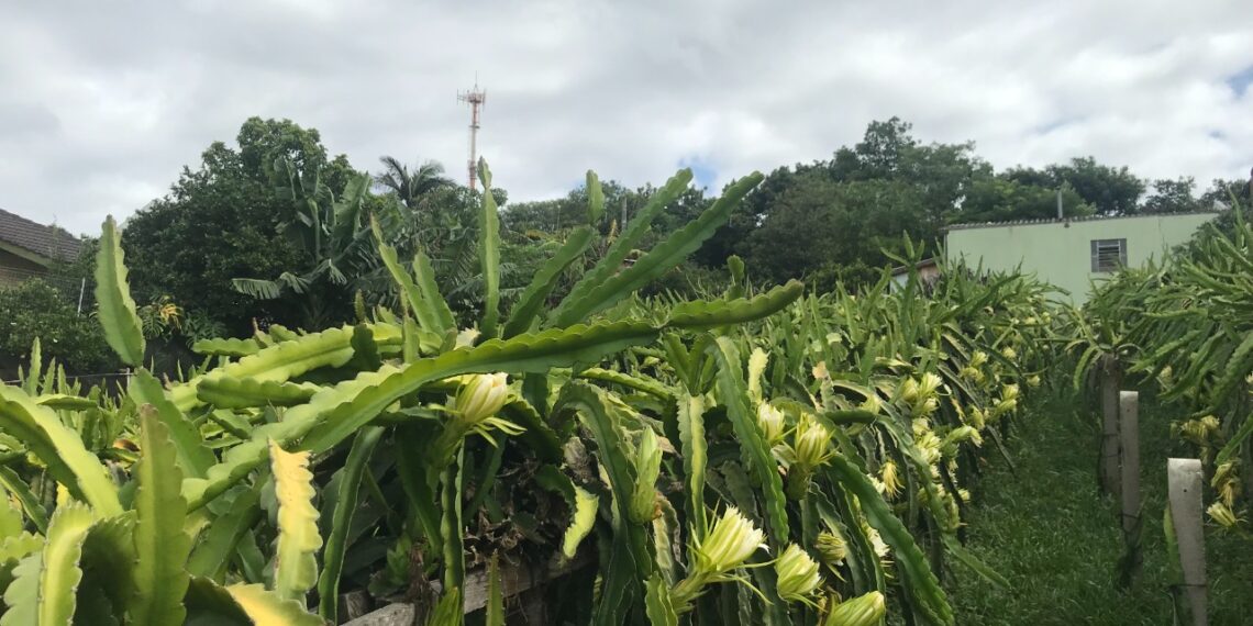 Plantação de pitayas em bairro de Campo Bom leva colorido e beleza ao meio urbano