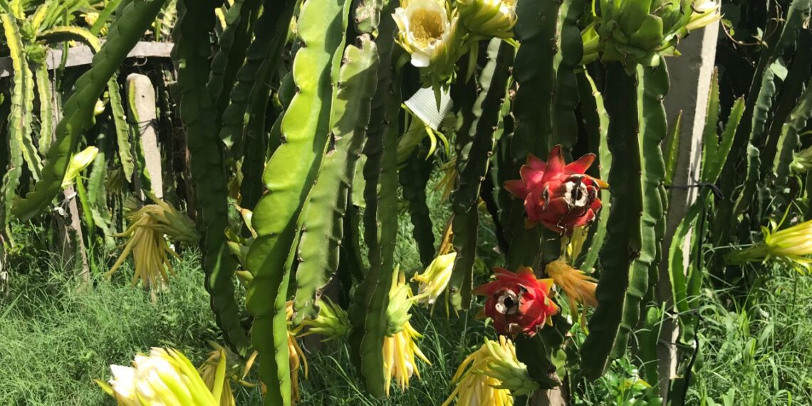Plantação de pitayas em bairro de Campo Bom leva colorido e beleza ao meio urbano