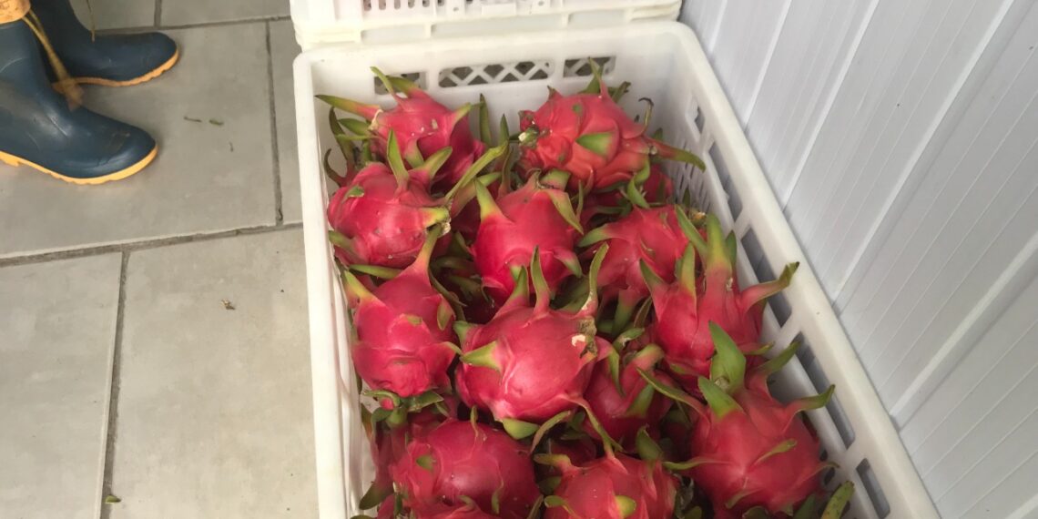 Plantação de pitayas em bairro de Campo Bom leva colorido e beleza ao meio urbano