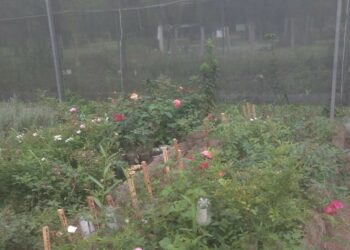 Sapiranga 67 anos: Cidade das Rosas agora possui local de produção da flor-símbolo