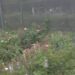 Sapiranga 67 anos: Cidade das Rosas agora possui local de produção da flor-símbolo