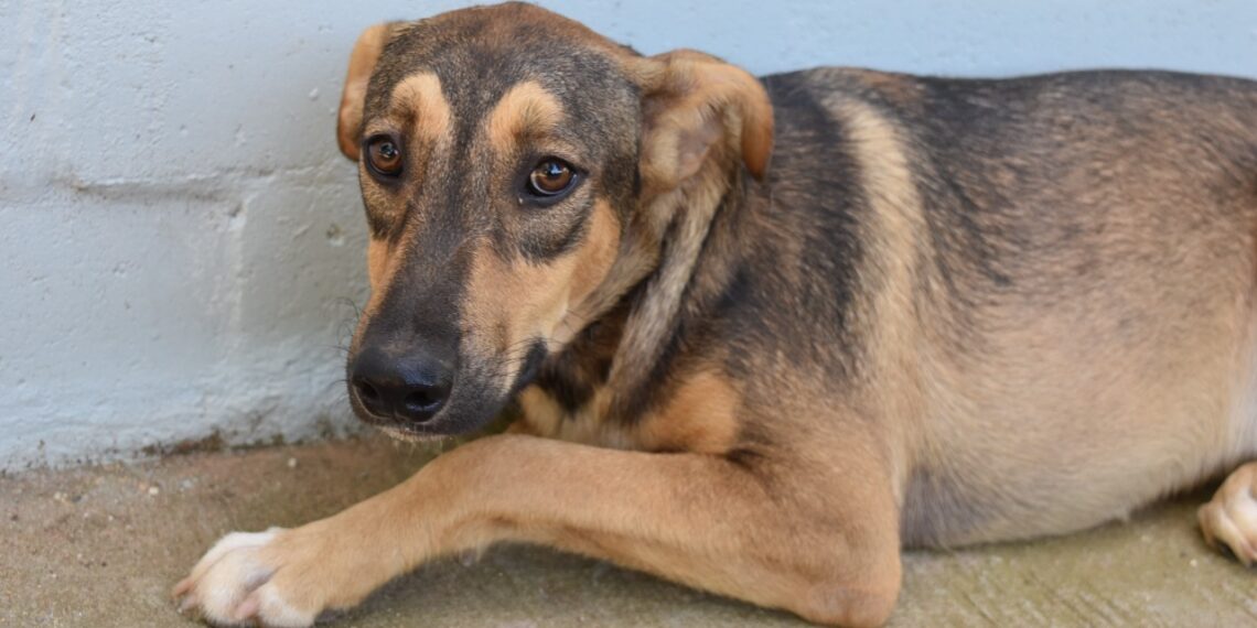 Sapiranga 67 anos: Centro Municipal de Proteção e Bem-estar Animal