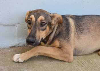 Sapiranga 67 anos: Centro Municipal de Proteção e Bem-estar Animal