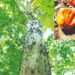 Sapiranga 67 anos: Núcleo Sócio Ambiental Araçá-piranga leva a educação ecológica aos estudantes e à população