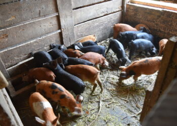 Secretaria de Agricultura fornece atendimento veterinário em propriedades rurais de Sapiranga