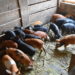 Secretaria de Agricultura fornece atendimento veterinário em propriedades rurais de Sapiranga