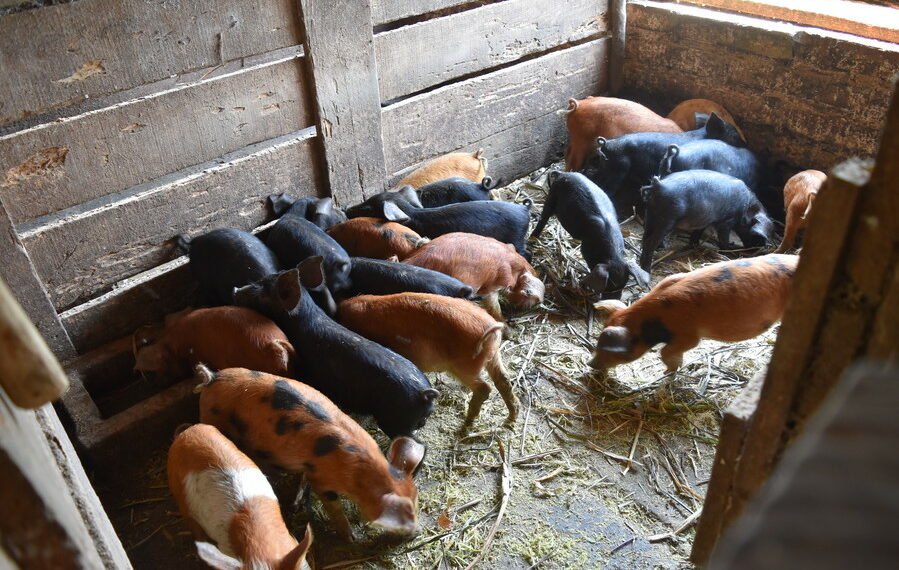 Secretaria de Agricultura fornece atendimento veterinário em propriedades rurais de Sapiranga
