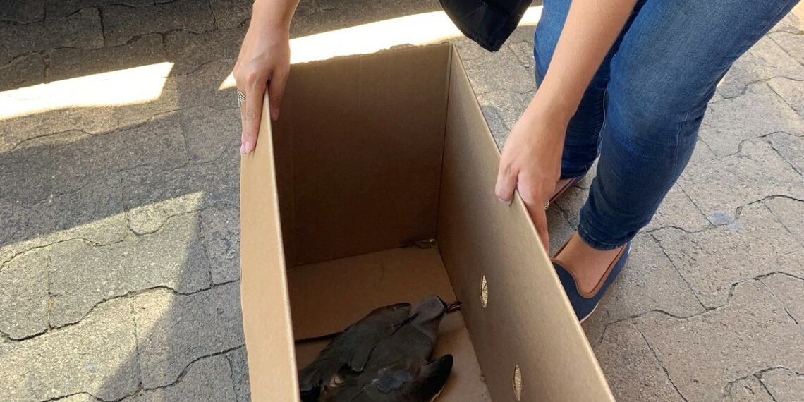 Quero-quero é resgatado no Parque do Imigrante em Sapiranga