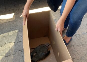 Quero-quero é resgatado no Parque do Imigrante em Sapiranga
