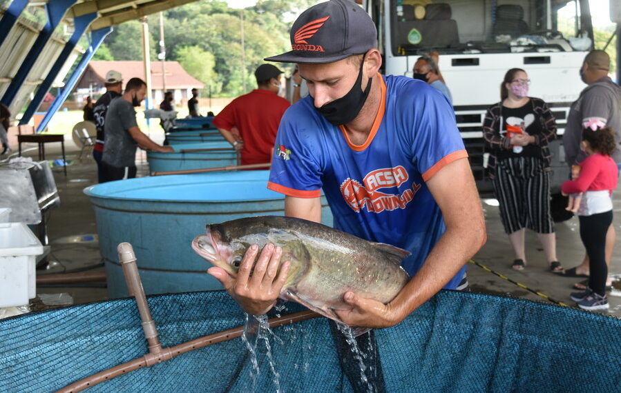 14ª Feira do Peixe de Sapiranga será em abril