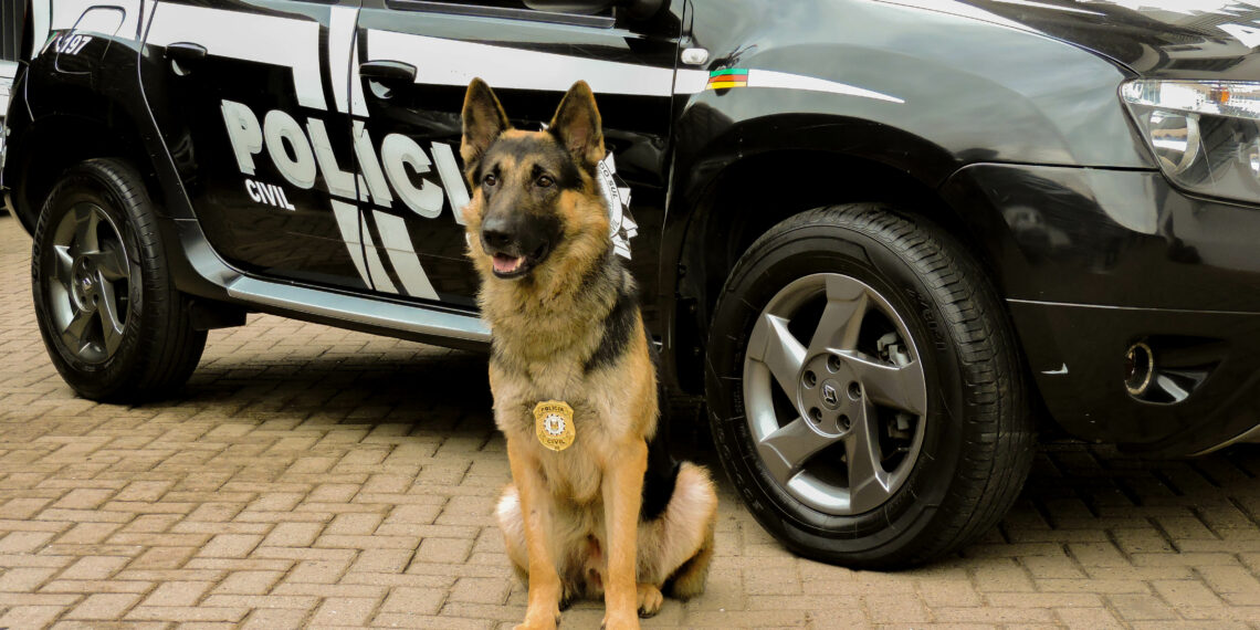 Competição recebe os melhores cães policiais do estado em Sapiranga